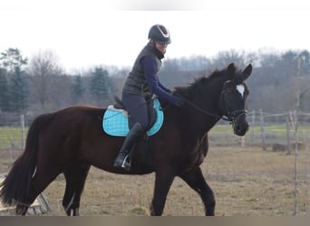 Más caballos centroeuropeos, Caballo castrado, 4 años, 165 cm, Negro