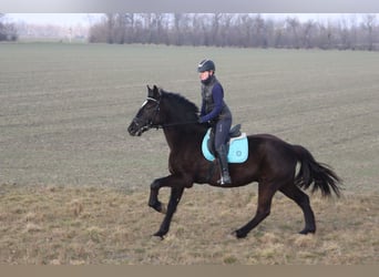 Más caballos centroeuropeos, Caballo castrado, 4 años, 165 cm, Negro