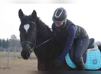 Más caballos centroeuropeos, Caballo castrado, 4 años, 165 cm, Negro