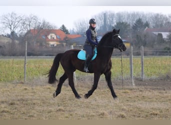 Más caballos centroeuropeos, Caballo castrado, 4 años, 165 cm, Negro