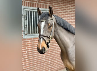 Más caballos centroeuropeos, Caballo castrado, 4 años, 166 cm, Castaño