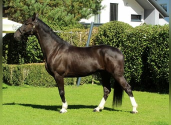 Más caballos centroeuropeos, Caballo castrado, 4 años, 166 cm, Negro