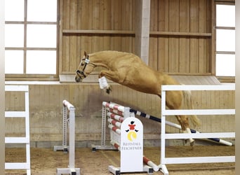 Más caballos centroeuropeos, Caballo castrado, 4 años, 166 cm, Palomino