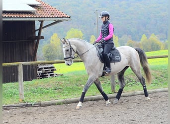 Más caballos centroeuropeos, Caballo castrado, 4 años, 166 cm, Tordo