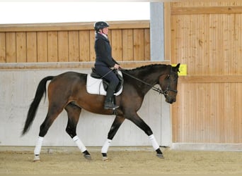 Más caballos centroeuropeos, Caballo castrado, 4 años, 167 cm, Castaño oscuro