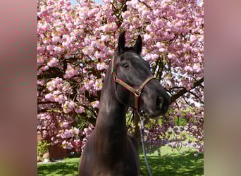 Más caballos centroeuropeos, Caballo castrado, 4 años, 167 cm, Morcillo