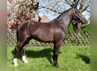Más caballos centroeuropeos, Caballo castrado, 4 años, 167 cm, Morcillo