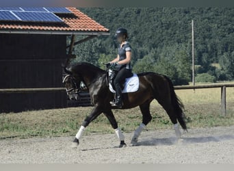Más caballos centroeuropeos, Caballo castrado, 4 años, 167 cm, Morcillo