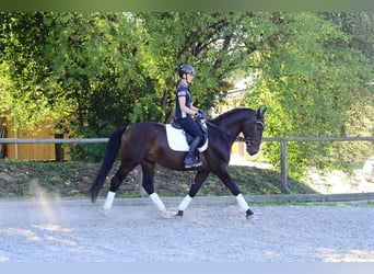Más caballos centroeuropeos, Caballo castrado, 4 años, 167 cm, Morcillo
