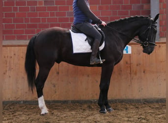 Más caballos centroeuropeos, Caballo castrado, 4 años, 168 cm