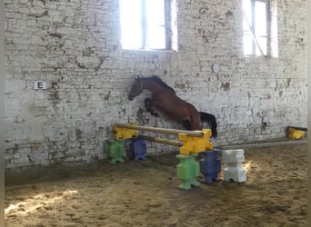 Más caballos centroeuropeos, Caballo castrado, 4 años, 168 cm, Castaño