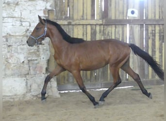 Más caballos centroeuropeos, Caballo castrado, 4 años, 168 cm, Castaño