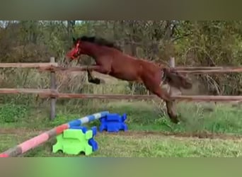 Más caballos centroeuropeos, Caballo castrado, 4 años, 168 cm, Castaño