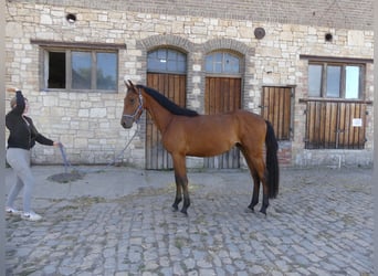 Más caballos centroeuropeos, Caballo castrado, 4 años, 168 cm, Castaño