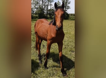 Más caballos centroeuropeos, Caballo castrado, 4 años, 168 cm, Castaño