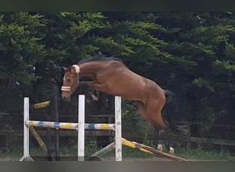 Más caballos centroeuropeos, Caballo castrado, 4 años, 168 cm, Castaño