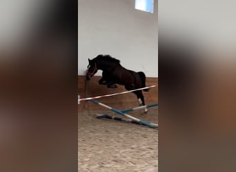 Más caballos centroeuropeos, Caballo castrado, 4 años, 168 cm, Castaño oscuro