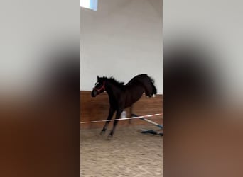 Más caballos centroeuropeos, Caballo castrado, 4 años, 168 cm, Castaño oscuro