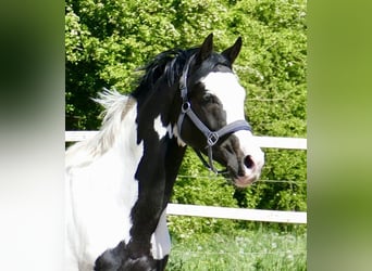 Más caballos centroeuropeos, Caballo castrado, 4 años, 168 cm, Pío