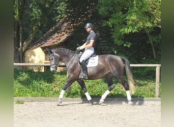 Más caballos centroeuropeos, Caballo castrado, 4 años, 168 cm, Porcelana