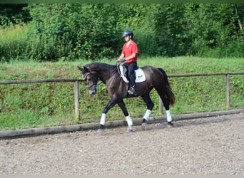 Más caballos centroeuropeos, Caballo castrado, 4 años, 168 cm, Tordo