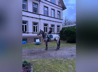 Más caballos centroeuropeos, Caballo castrado, 4 años, 170 cm, Atigrado/Moteado