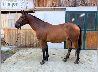 Más caballos centroeuropeos, Caballo castrado, 4 años, 170 cm, Castaño
