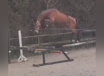 Más caballos centroeuropeos, Caballo castrado, 4 años, 170 cm, Castaño