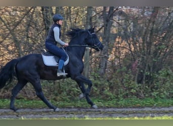 Más caballos centroeuropeos, Caballo castrado, 4 años, 170 cm, Negro