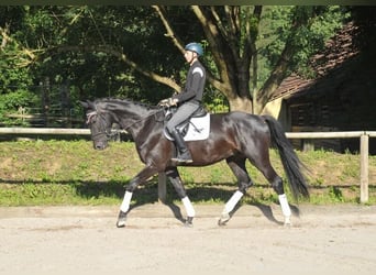 Más caballos centroeuropeos, Caballo castrado, 4 años, 170 cm, Negro