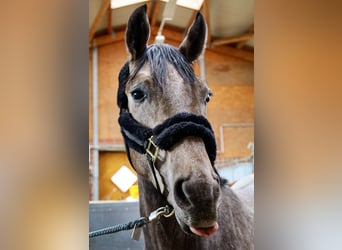 Más caballos centroeuropeos, Caballo castrado, 4 años, 170 cm, Tordo