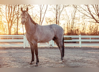 Más caballos centroeuropeos, Caballo castrado, 4 años, 170 cm, Tordo