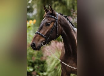 Más caballos centroeuropeos, Caballo castrado, 4 años, 171 cm, Castaño oscuro
