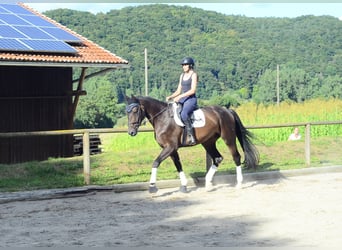 Más caballos centroeuropeos, Caballo castrado, 4 años, 172 cm, Morcillo