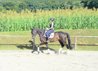 Más caballos centroeuropeos, Caballo castrado, 4 años, 172 cm, Morcillo