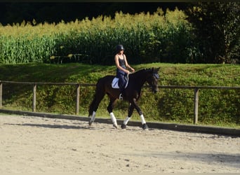 Más caballos centroeuropeos, Caballo castrado, 4 años, 172 cm, Morcillo