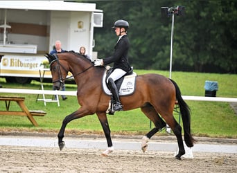 Más caballos centroeuropeos, Caballo castrado, 4 años, 173 cm, Castaño