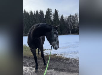 Más caballos centroeuropeos, Caballo castrado, 4 años, 173 cm, Tordo rodado