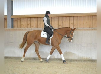 Más caballos centroeuropeos, Caballo castrado, 4 años, 175 cm, Alazán