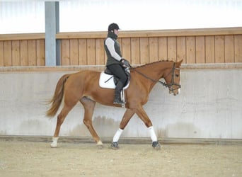 Más caballos centroeuropeos, Caballo castrado, 4 años, 175 cm, Alazán