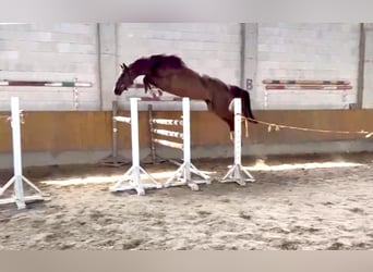 Más caballos centroeuropeos, Caballo castrado, 4 años, Alazán