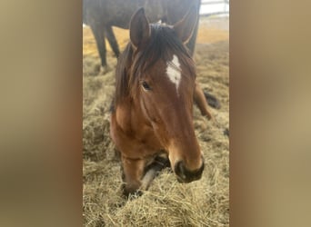 Más caballos centroeuropeos, Caballo castrado, 4 años