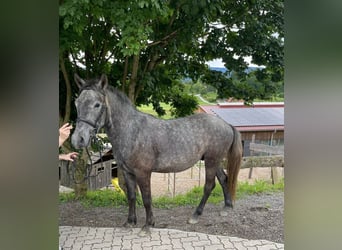 Más caballos centroeuropeos, Caballo castrado, 4 años