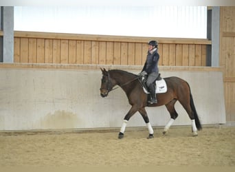 Más caballos centroeuropeos, Caballo castrado, 4 años, Castaño