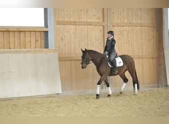 Más caballos centroeuropeos, Caballo castrado, 4 años, Castaño