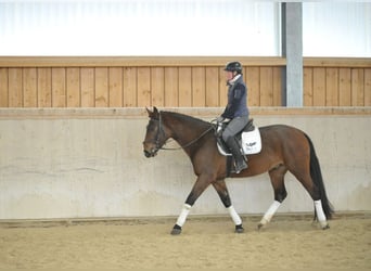 Más caballos centroeuropeos, Caballo castrado, 4 años, Castaño