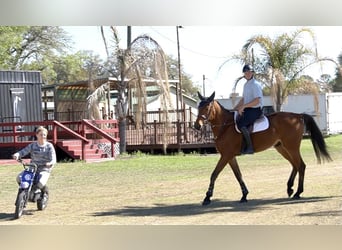 Más caballos centroeuropeos, Caballo castrado, 4 años, Castaño rojizo