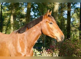 Más caballos centroeuropeos, Caballo castrado, 4 años, Castaño rojizo