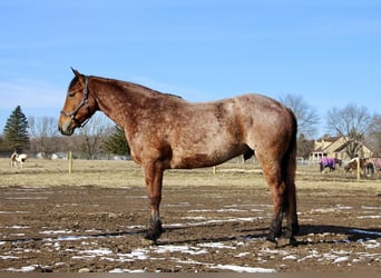 Más caballos centroeuropeos, Caballo castrado, 4 años, Castaño-ruano