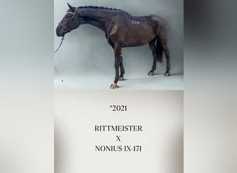 Más caballos centroeuropeos, Caballo castrado, 4 años, Negro